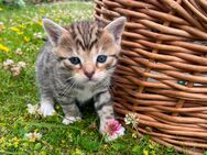 Mai-Kätzchen Kitten Bengal-Main coon mix Katzen kinder - Harrislee