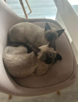 Siam Heilige Birma Katze , Kätzchen Weibchen - Namborn