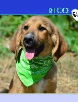 💚 RICO - SUCHT SEINE LIEBLINGSMENSCHEN - Alfeld (Leine)