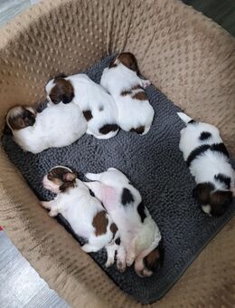 Shih Tzu Welben zu Verkaufen - Berlin Lichtenberg