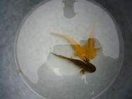 20x Axolotl Ambystoma mexicanum Nachzuchten 2023 2 Farben mit Papieren - Kiel