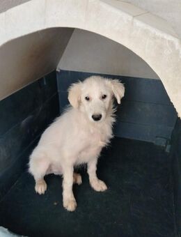 Simba - durch dick und dünn mit Mama - Grevenbroich