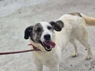 Amy, super liebe kleine Lady wartet.... - Köln