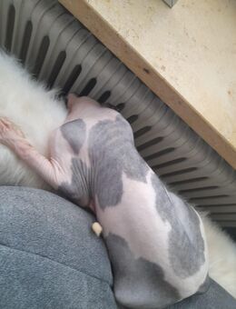 Sphynx Kater - Neumünster