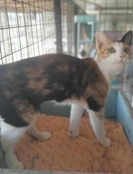 Vilma, hübsche Glückskatze, ca. 1 Jahr - Vaterstetten