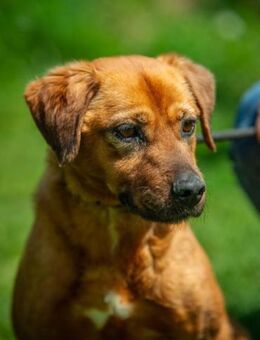 Rebi von kettenlos - Bollingstedt