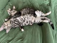 Schmuse - Kater abzugeben - Berlin Spandau