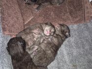 8 schwarze Katzenbabys - Bielefeld