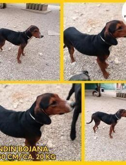 Bojana Bracke Mischling Hündin Junghund - Margetshöchheim