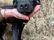 Atlas Welpe Shar Pei Mischling Rüde - Margetshöchheim