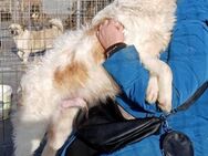 BUDDY -verschmust, verspielt, lebensfroh - Weilheim (Oberbayern)