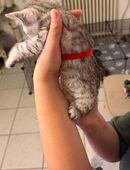 3 Britisch Kurzhaar Mix 2 Monate alt in 51107