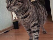 2 EKH Katzen Mama und Tochter - Trappenkamp