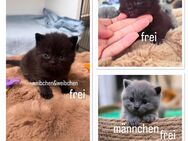 reinrassige BKH Kitten in Lilac/ Dark Choclate - Köln