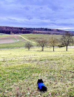 3-Zimmerwohnung mit Terrasse für die ganze Familie incl. Haustier - Kraichtal
