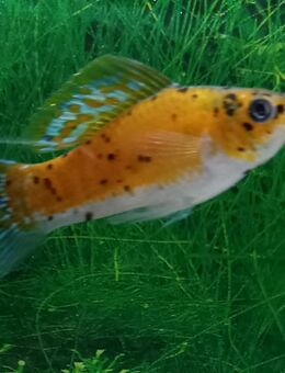 Marmelade Cat Molly - Hohenroth