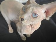 Wunderschöne Sphynx Katze, 3 Jahre alt - Tuttlingen