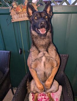 Deckrüde Belgischer Schäferhund - Freyburg (Unstrut) Weischütz