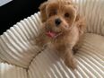 Maltipoo Welpe Bonnie (3.5 Monate) sucht neues Zuhause in 20357