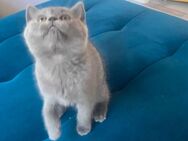 2 Kitten - Philippsthal (Werra)