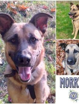 MORRYS * anhänglicher Familienhund - Duisburg