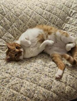 Süßer Entdecker Honey - Margetshöchheim