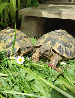 Griechische Landschildkröten Testudo Hermanni Hermanni Weibchen Männchen Gruppe - Bad Feilnbach