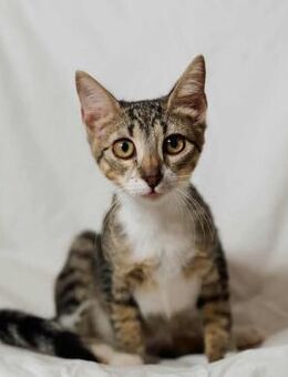 Polly, abenteuerlustige Schmuserin, 4M - Vaterstetten