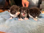 6 kleine Kätzchen suchen ein neues zu Hause - Waibstadt
