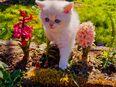 Britisch Kurzhaar Kitten in Blue-Golden-Shaded-Point mit Stammbaum ab Mai abzugeben in 74889