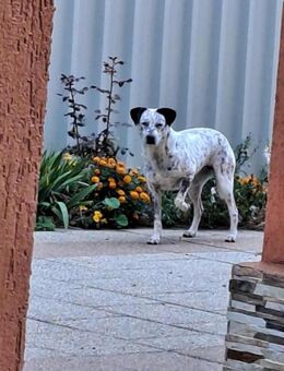 Lina - Hündin sucht Menschen mit Herz - Hausen (Würzburg)