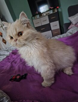 Britisch Langhaar Kater - Fehrbellin