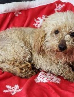 Bolyhos # - Wolfhagen