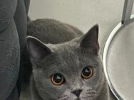 BKH KITTEN ZUM VERKAUF - Mainz