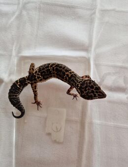 Leopardgecko 0.1 Black Night / Wildtyp 10/2024 - Saalfeld (Saale)