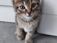 EKH Kitten Kater suchen tolles Zuhause - Dortmund