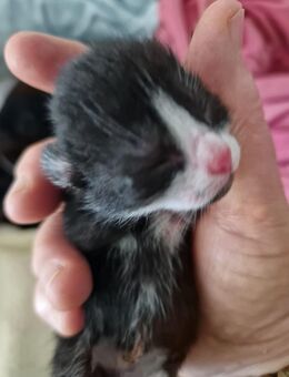 Schwarze und schwarz weiße Kitten abzugeben in 3 Monaten - Reitwein