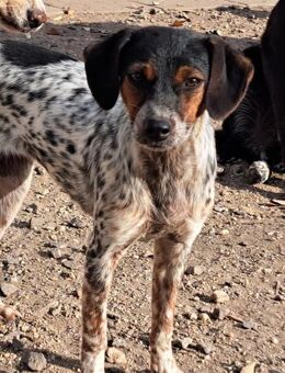 Kleine Roxy sucht ihre Menschen - Weilheim (Oberbayern)