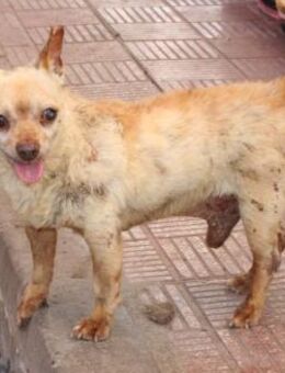 CAMEL - Paten für ein Happy End ❤️ - Neudenau