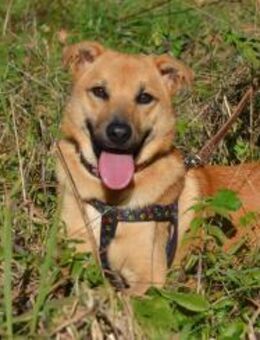 Mateo sucht Zuhause - Mudersbach