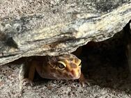 Leopardengecko weibchen(Eublepharis macularius) mit Terrarium und Zubehör - Konstanz