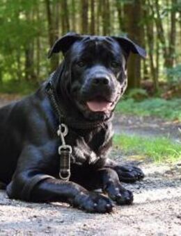 TYLOR sucht Führung und Sicherheit - Reisbach