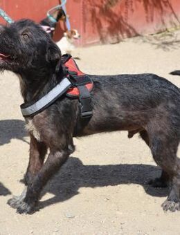 Jack, aufmerksam, verspielt, freundlich - Westerholt