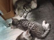 Bhk Baby Katzen - Reutlingen