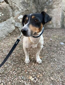 Hugo lieber Jack Russell/Bodeguero-Mix - Hohenstein (Baden-Württemberg)