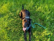 Labrador Riesenschnauzer Mischling - Mülheim (Ruhr)