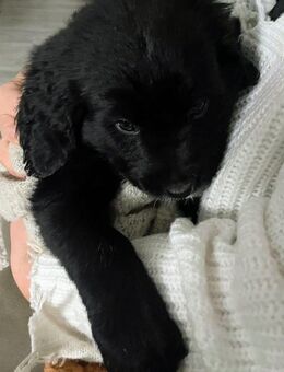 Toller Golden Aussie Welpe/Rüde mit Ahnenpass - Altendorf (Regierungsbezirk Oberpfalz)