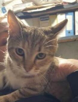 Hazel in Bulgarien - Ingolstadt