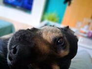 Schäferhund mix - Gelsenkirchen Rotthausen