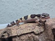 Leoparden Gecko zu verkaufen! - Simmelsdorf